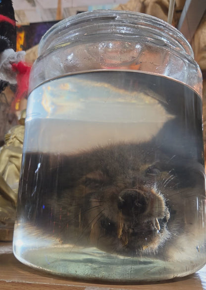 Wet specimen tête de coyote