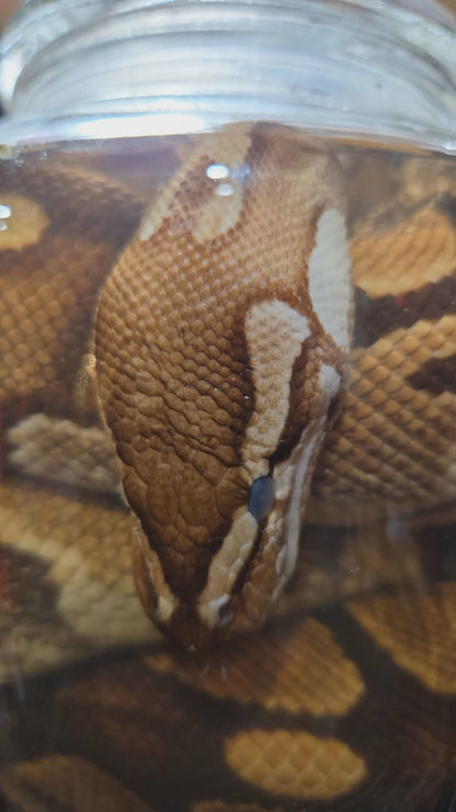 Wet specimen Python Royal