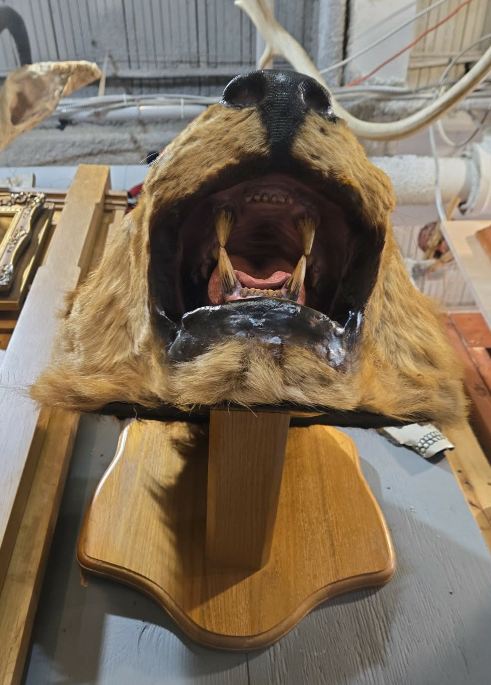 Taxidermie antique tête de lion