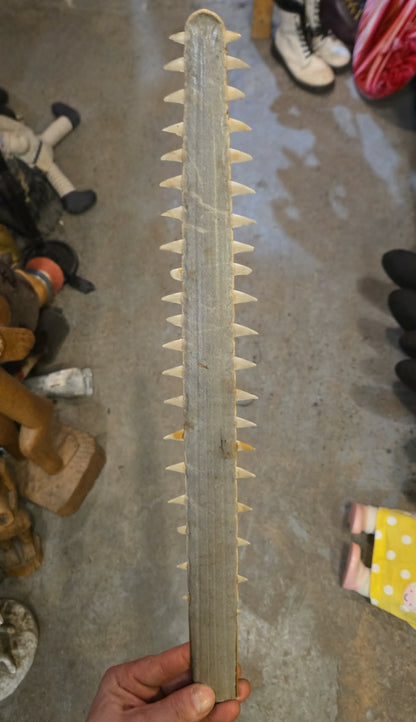 Rostre de poisson-scie