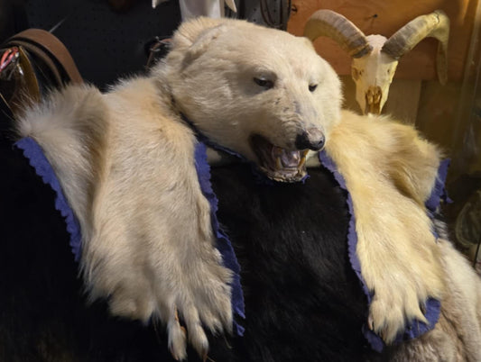 Taxidermie peau antique d'ours polaire juvénile.