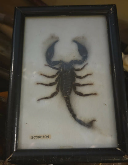 Scorpion naturalisé encadré