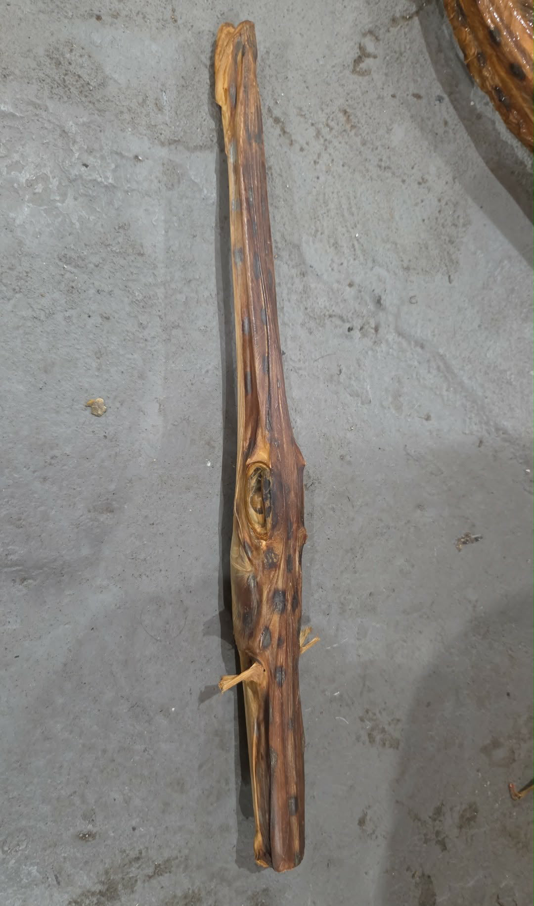 Anguille Gulper déshydratée
