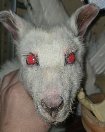 Taxidermie tête de wallaby albinos