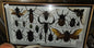 Grande collection d'insectes naturalisés encadrée avec scorpion