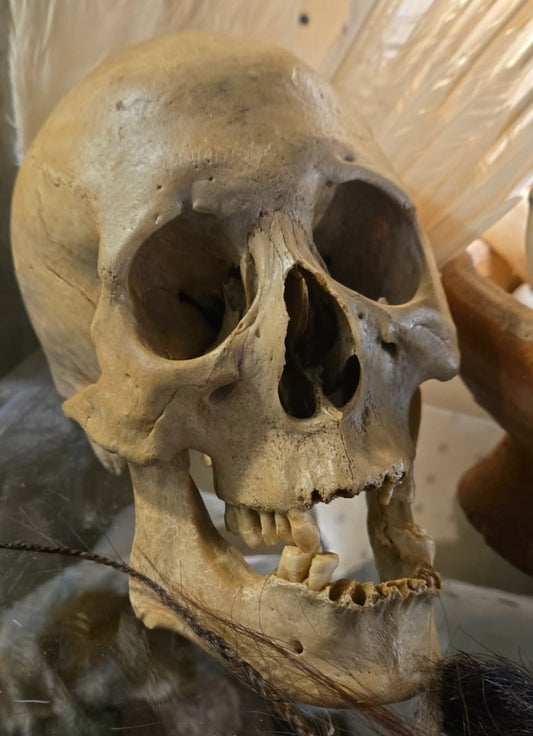 Crâne homo sapiens sapiens numéroté.