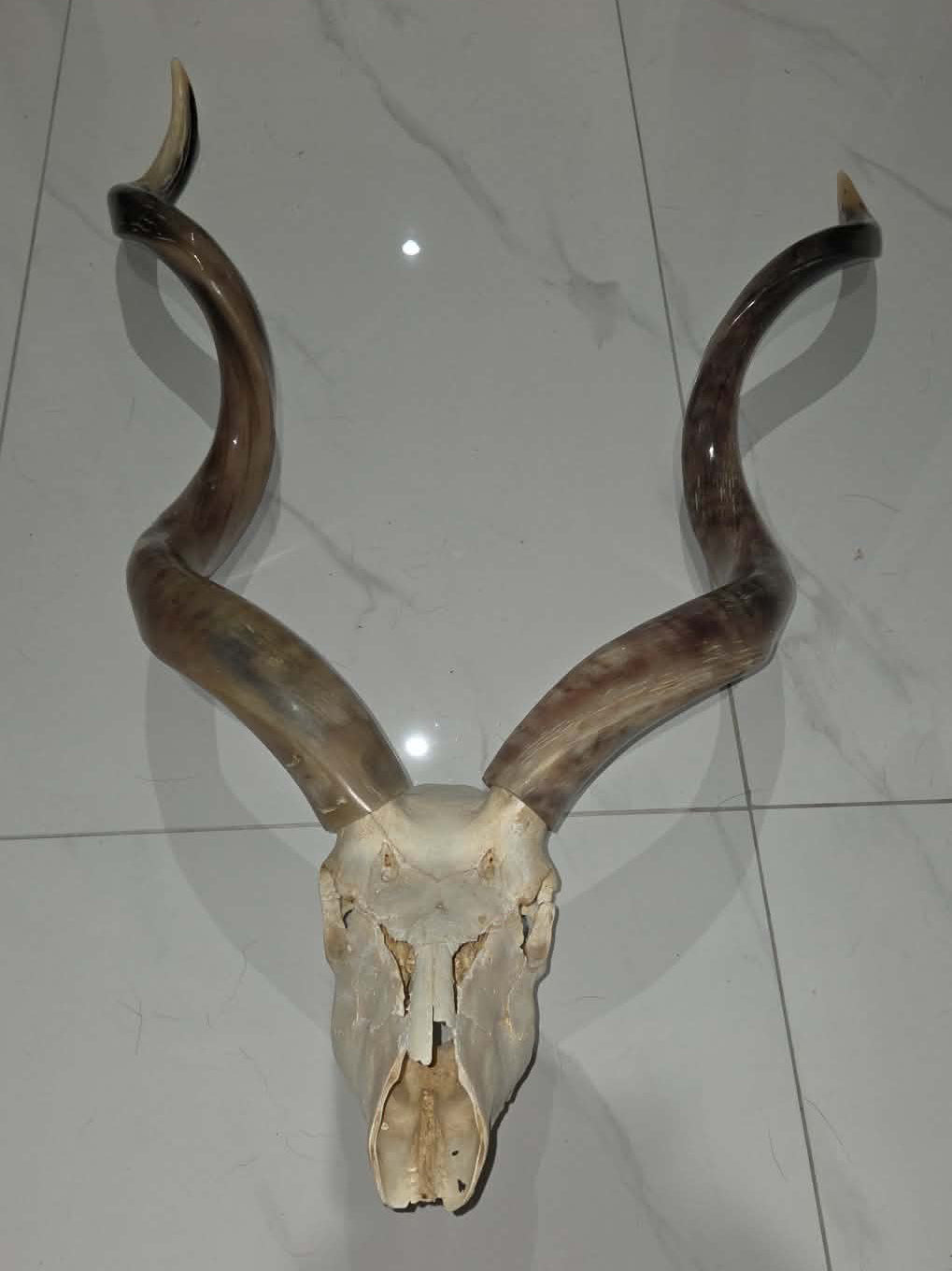 Crâne d'antilope avec cornes