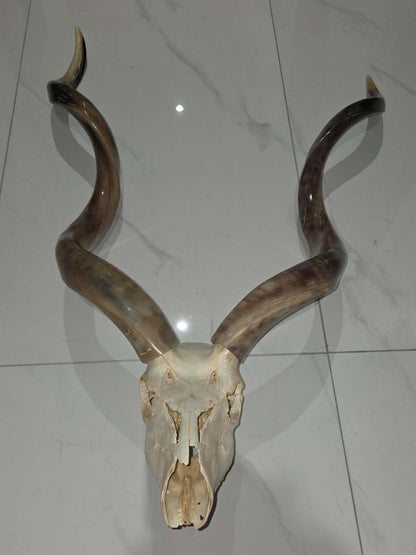 Crâne d'antilope avec cornes
