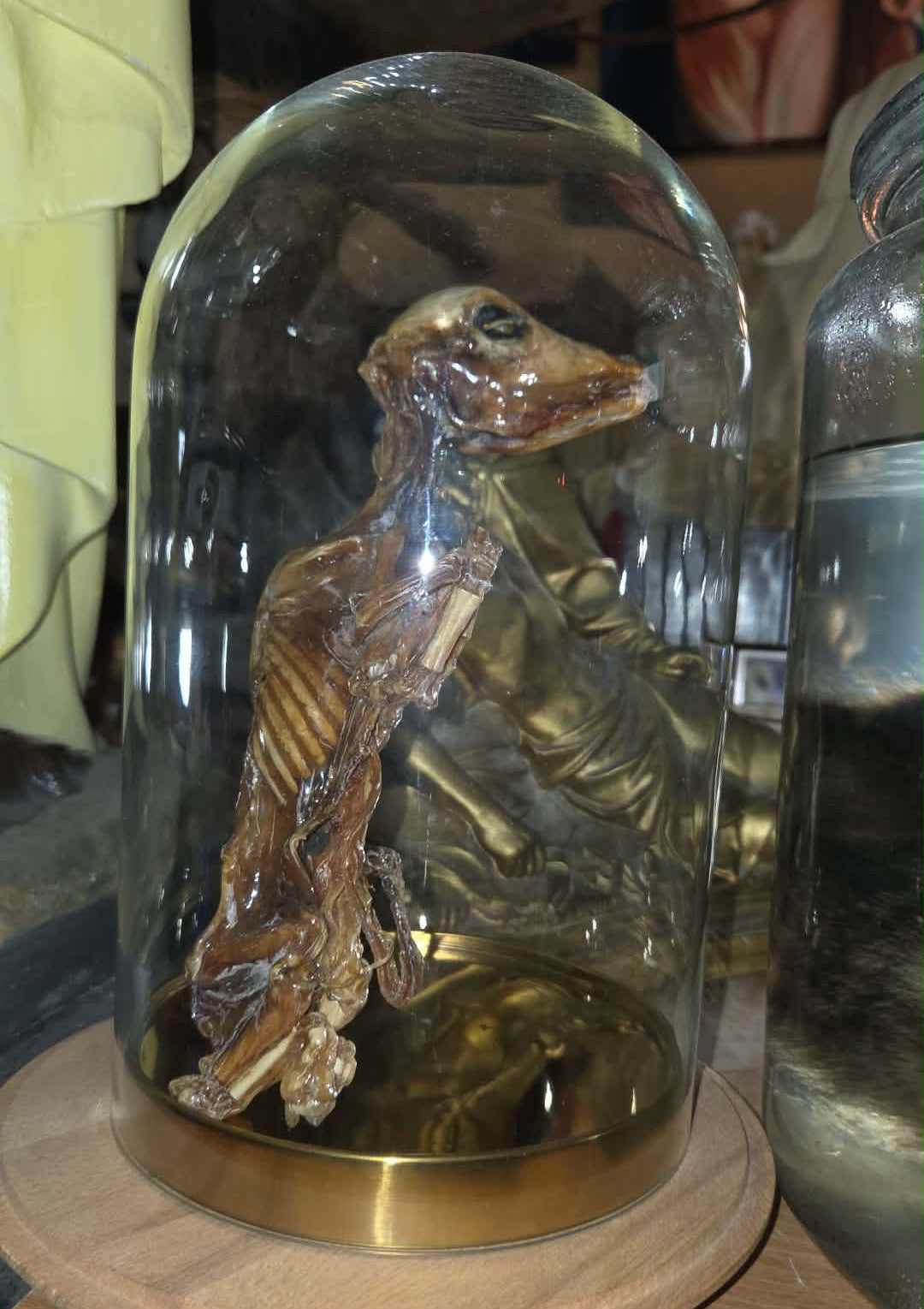 Foetus de vache momifié sous cloche