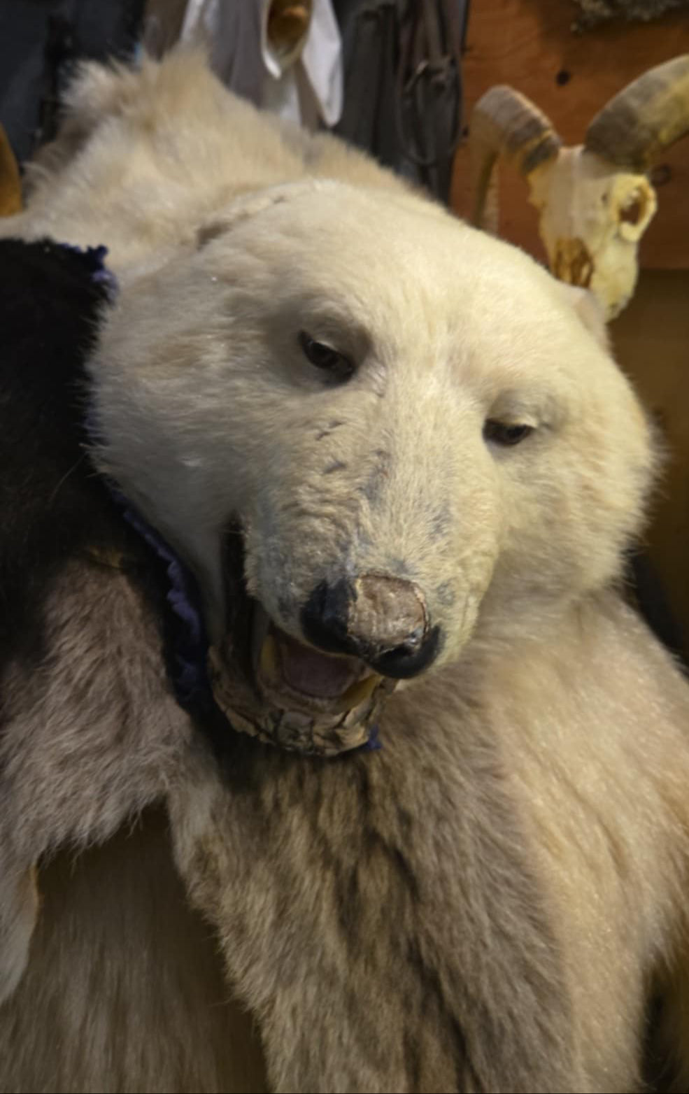 Taxidermie peau antique d'ours polaire juvénile.