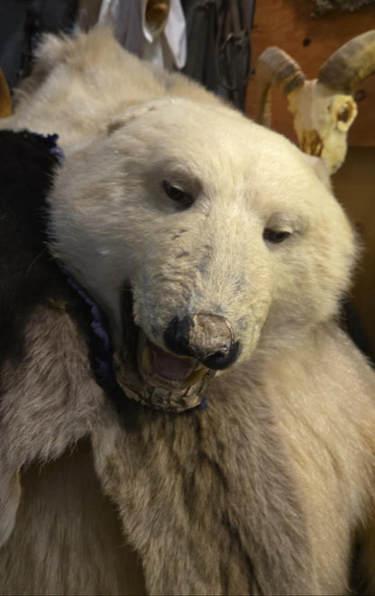 Taxidermie peau antique d'ours polaire juvénile.