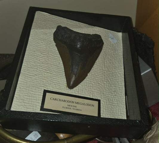 Dent fossilisée de Megalodon, encadrée.