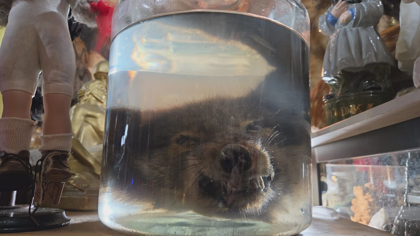 Wet specimen tête de coyote