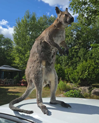 Taxidermie antique d'un kangourou