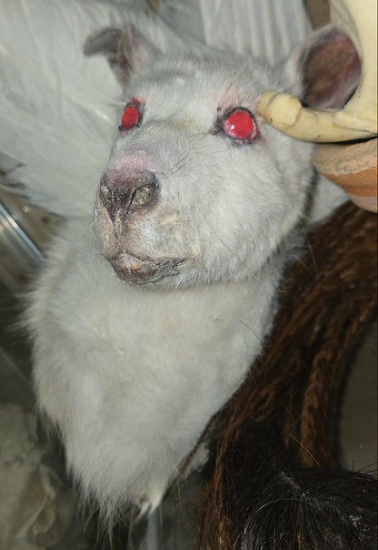 Taxidermie tête de wallaby albinos