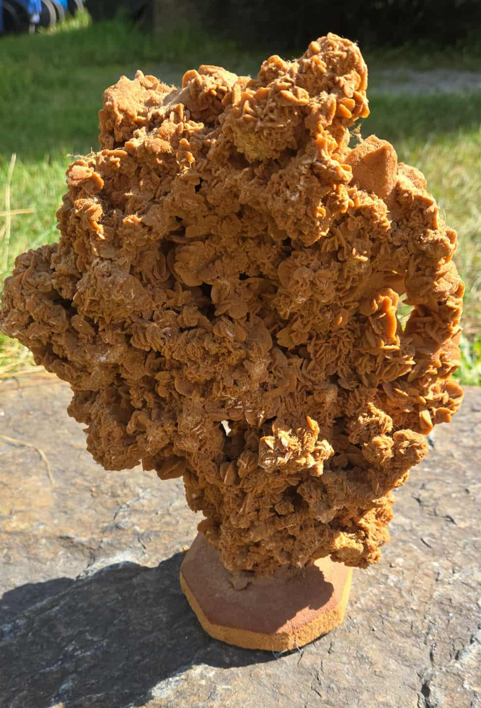 Grande rose des sables