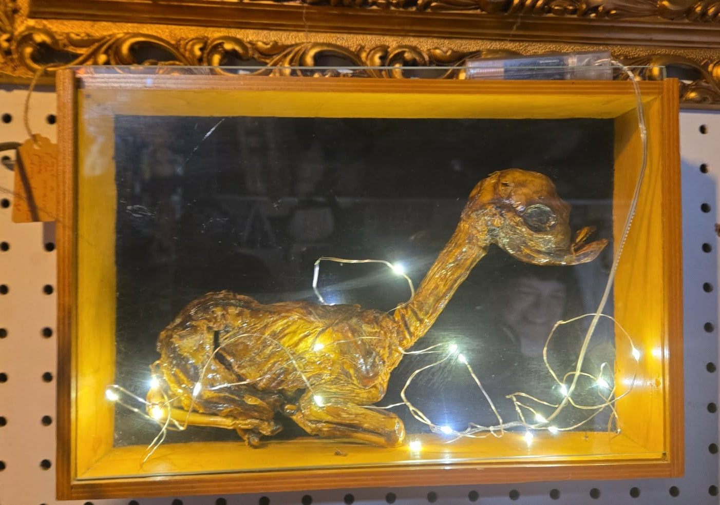 Objet culte foetus de lama momifié encadré