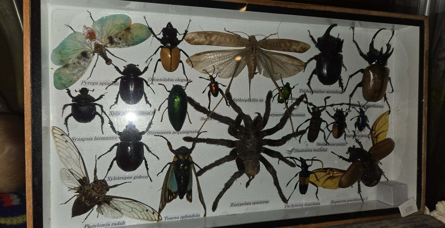 Grande collection d'insectes naturalisés encadrée avec tarentule.