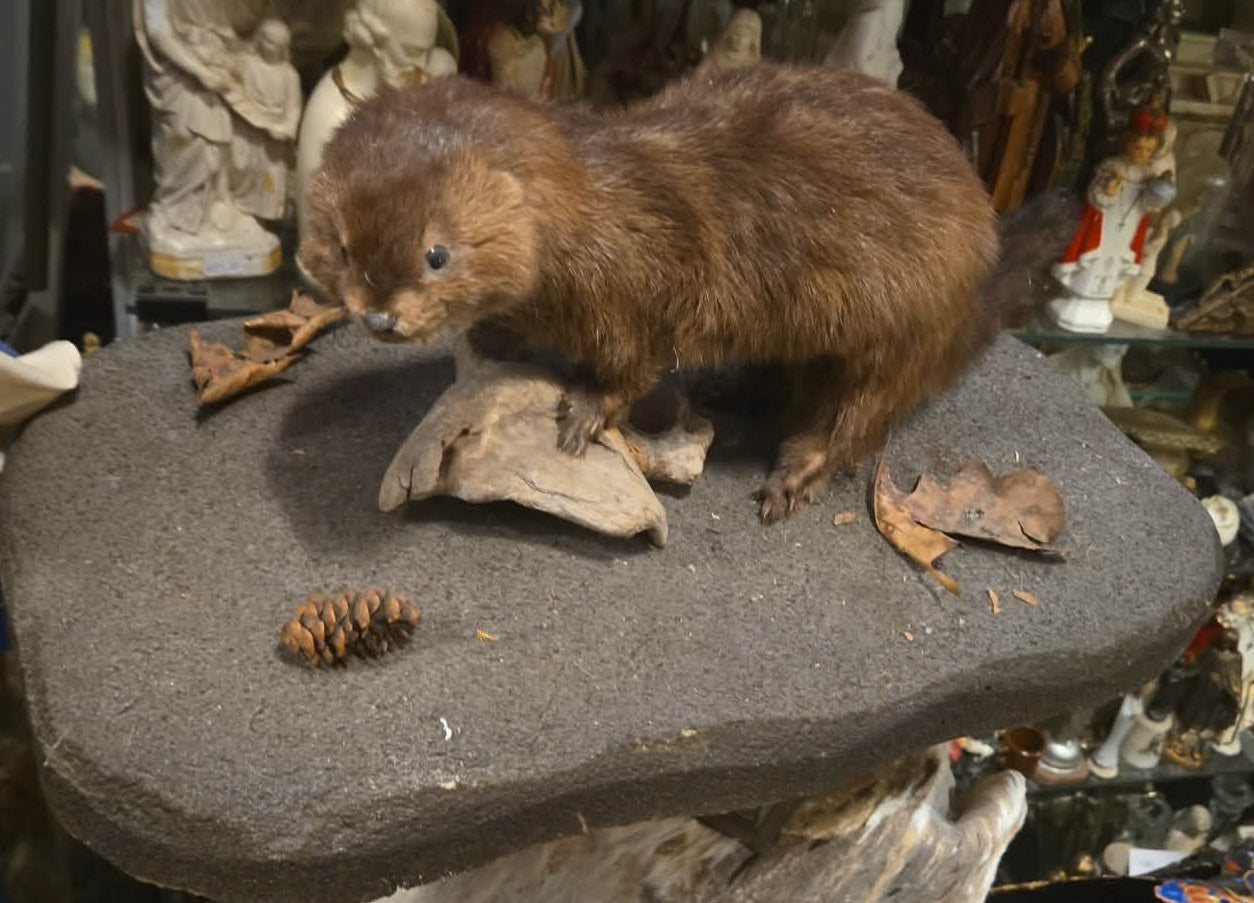 Taxidermie vintage vison d'Amérique