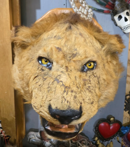 Taxidermie antique tête de lion
