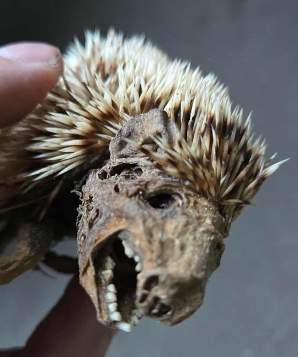 Hérisson momifié