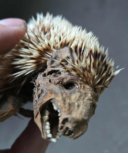 Hérisson momifié