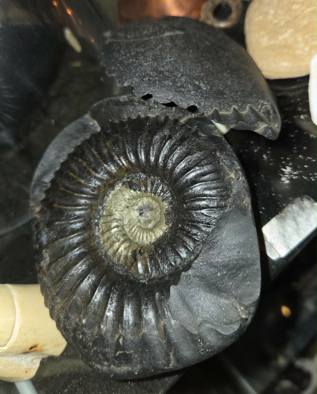 Fossiles d'ammonite Dactylioceras Shaligram Shila Saligram noir naturel