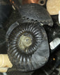 Fossiles d'ammonite Dactylioceras Shaligram Shila Saligram noir naturel