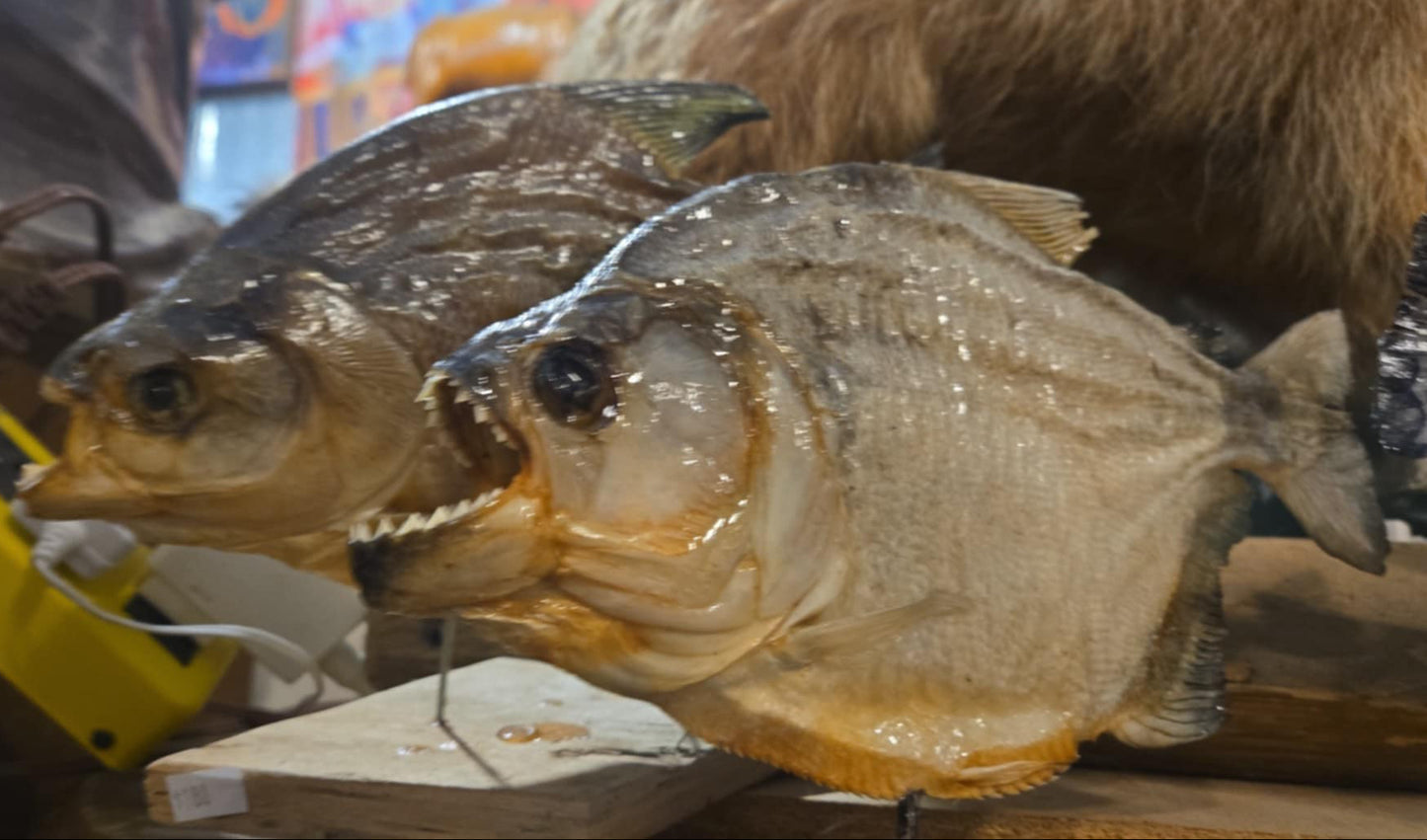Taxidermies Black piranhas sur socle en bois.