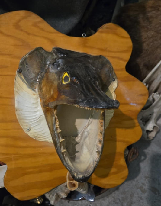 Taxidermie tête de brochet