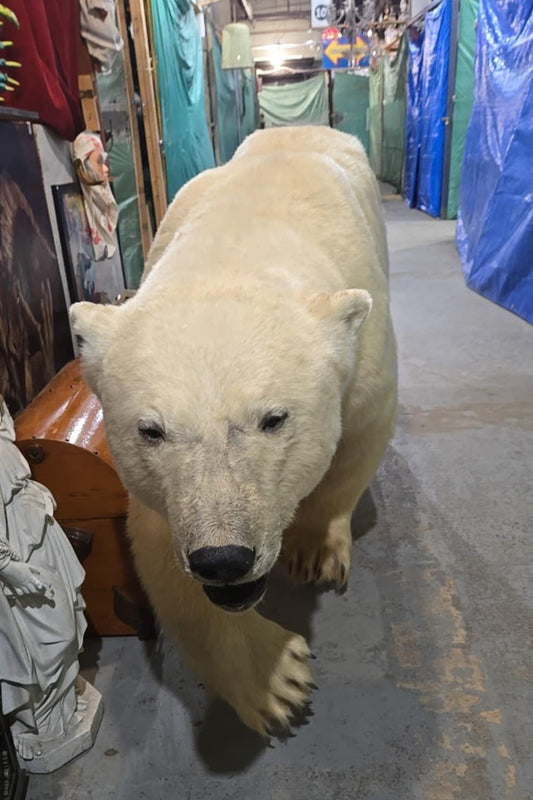 Taxidermie ours polaire complet