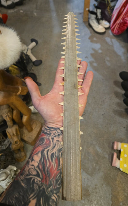 Rostre de poisson-scie