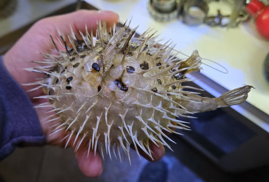 Taxidermie petit poisson Diodon.