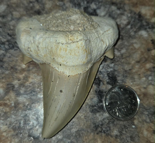 Dent de requin fossilisée