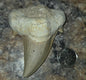 Dent de requin fossilisée