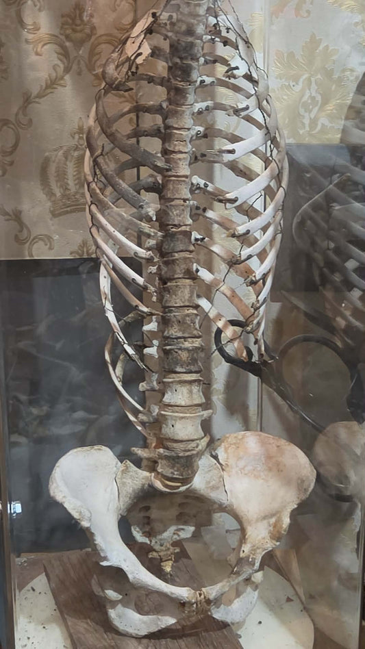 Matériel pédagogique médical vintage