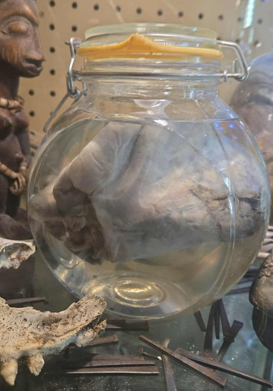 Coeur d'autruche dans le formol