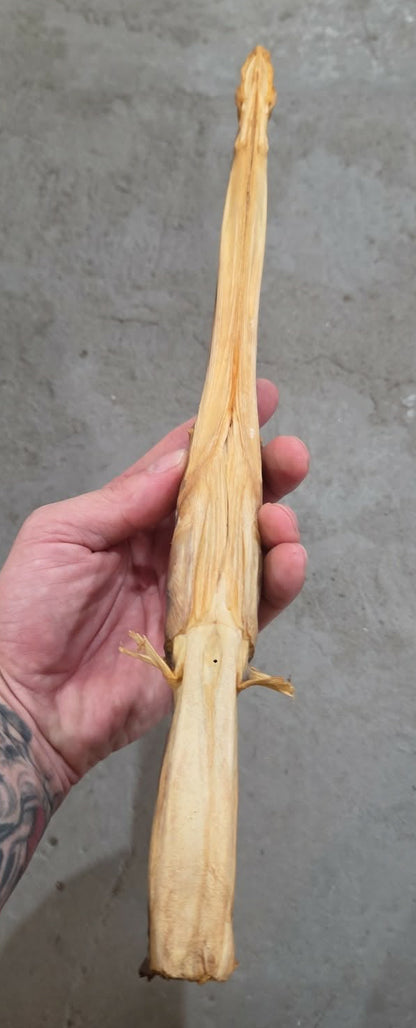 Anguille Gulper déshydratée