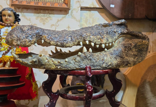 Grande tête de crocodile déshydratée