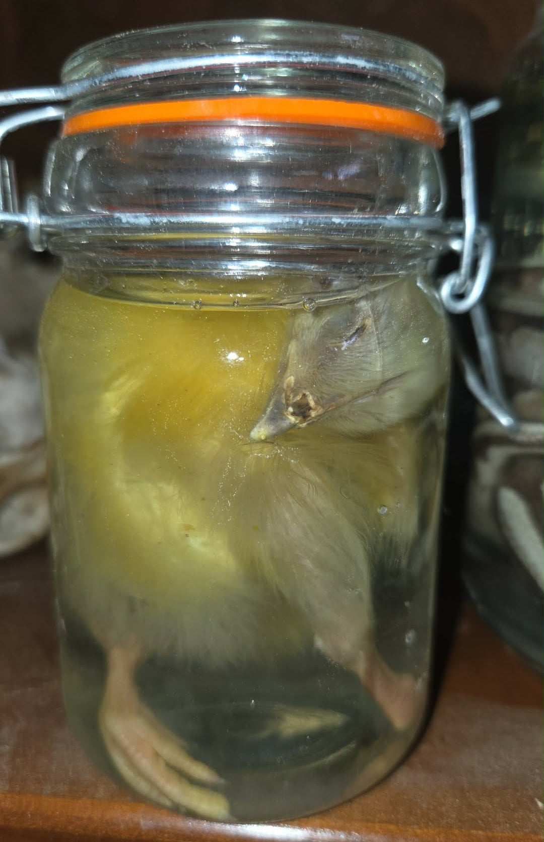 Poussin dans le formol - wet specimen