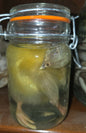 Poussin dans le formol - wet specimen