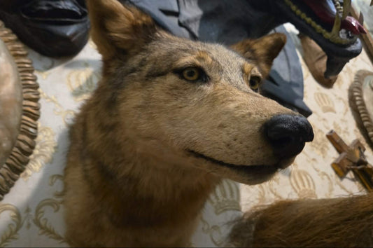 Taxidermies têtes de loup
