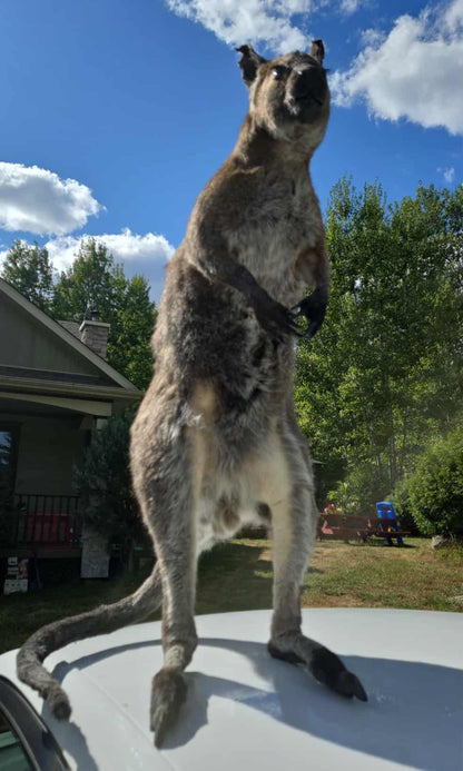 Taxidermie antique d'un kangourou