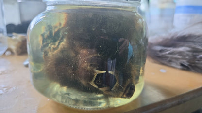 Tête de moufette dans le formol