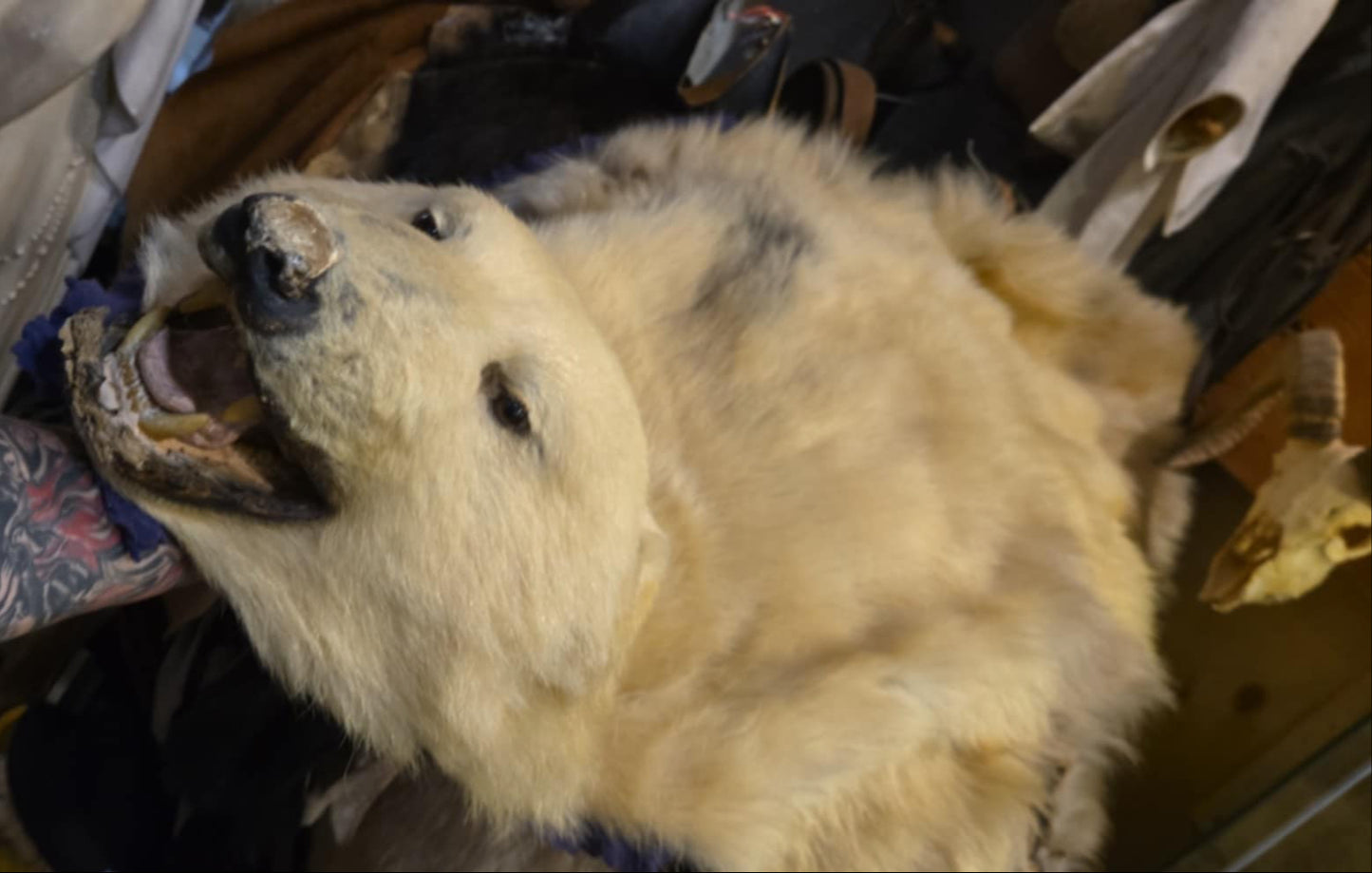 Taxidermie peau antique d'ours polaire juvénile.