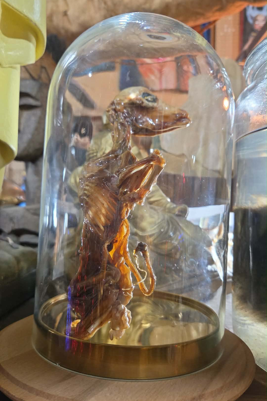 Foetus de vache momifié sous cloche