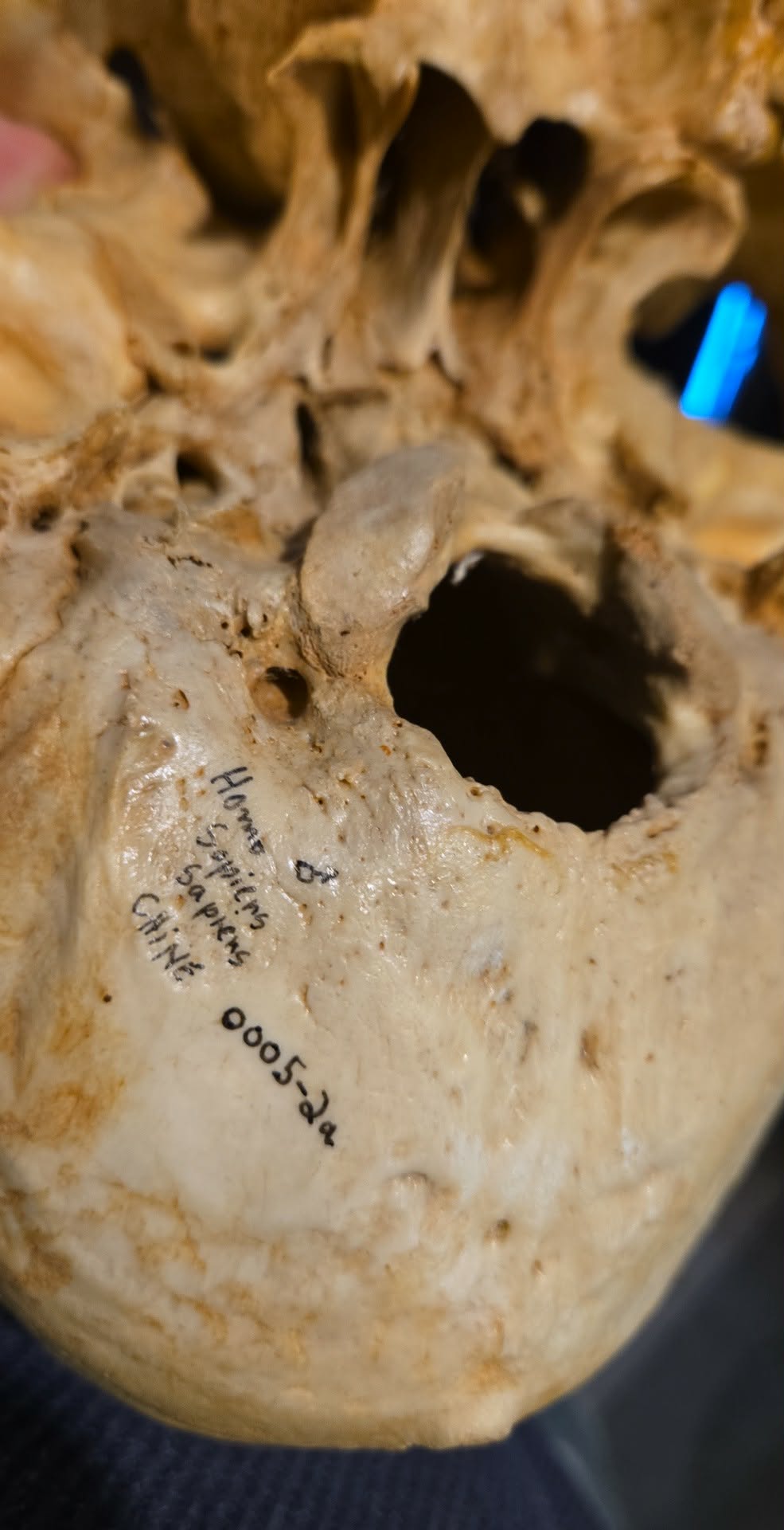 Crâne homo sapiens sapiens mâle numéroté.