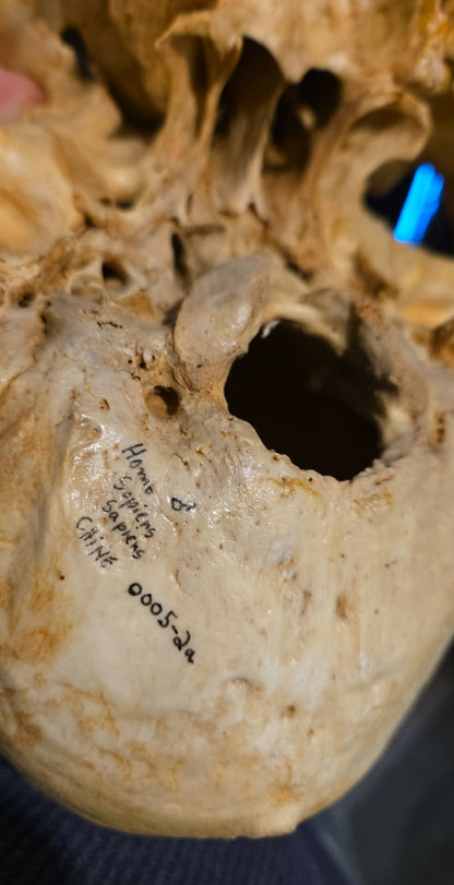 Crâne homo sapiens sapiens mâle numéroté.