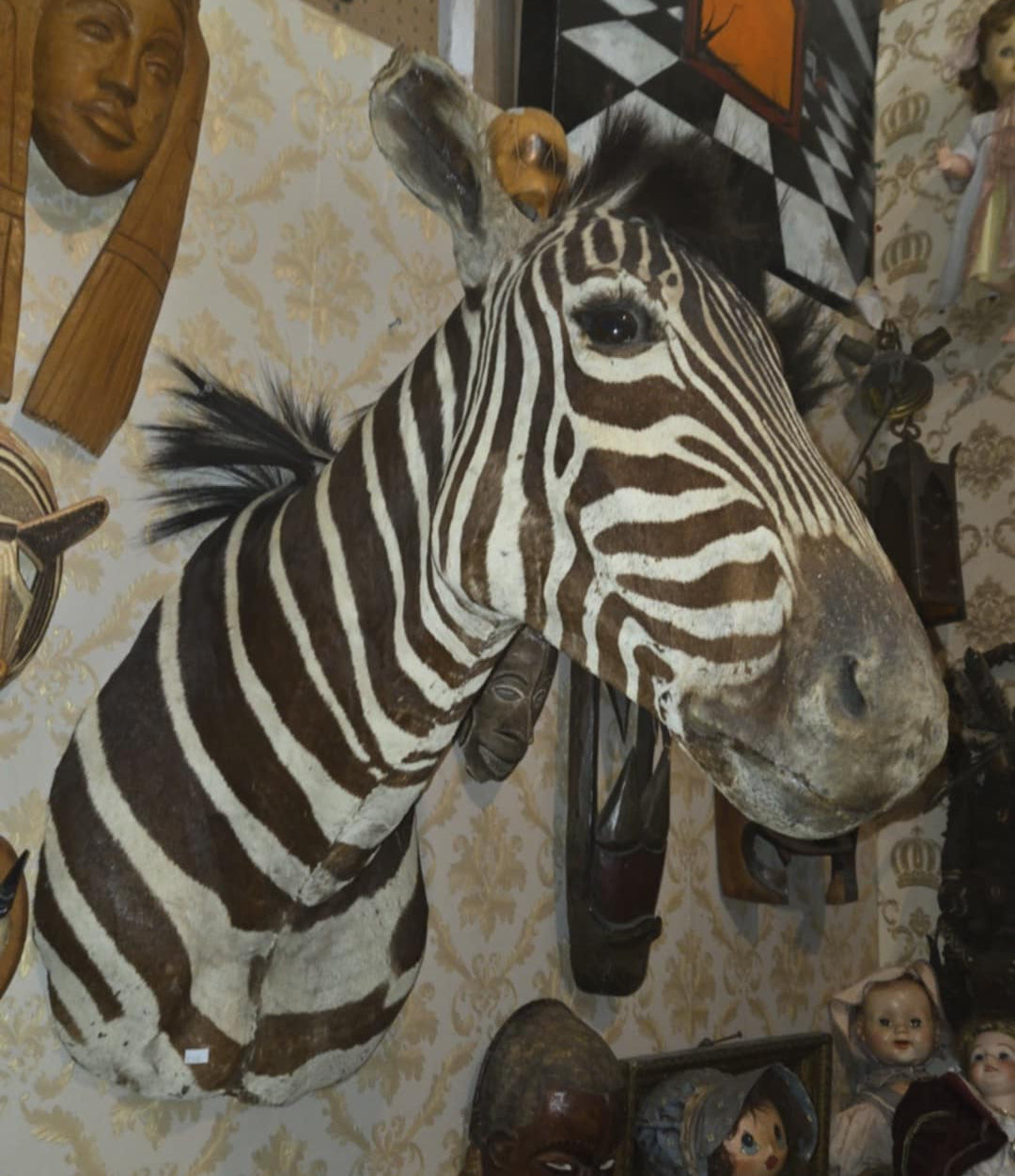 Taxidermie vintage tête de zèbre