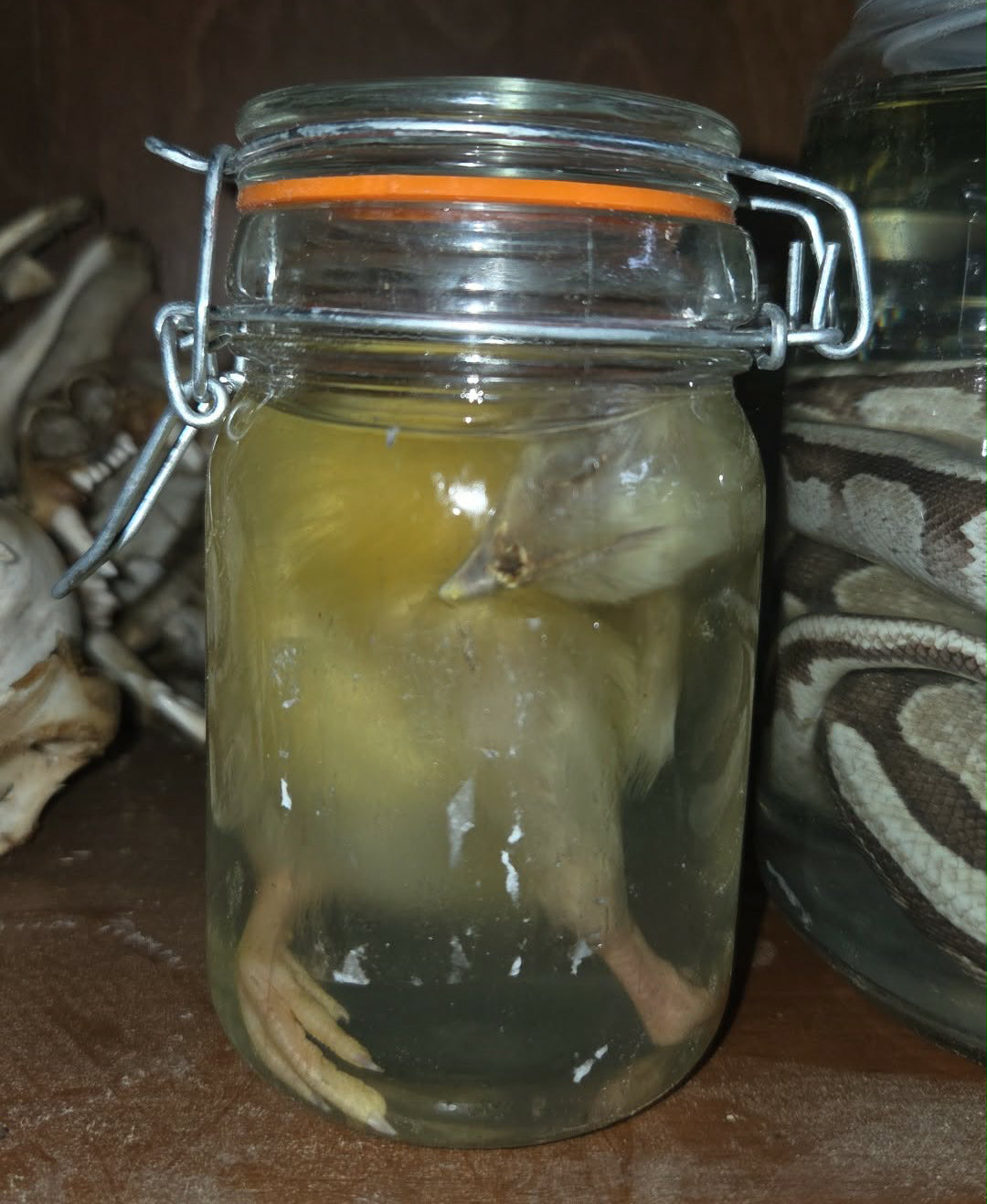 Poussin dans le formol - wet specimen